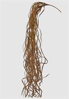 ZOSTERA DRY CADEN. H117 (X)  C0 OLIVE