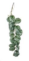 CASCANTE CALATHEA CM.100