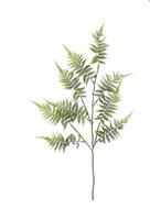 FERN LEAF GREEN CM.102-en