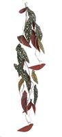 BEGONIA MACULATA HANGING D. GREEN - L115XW26XH4CM