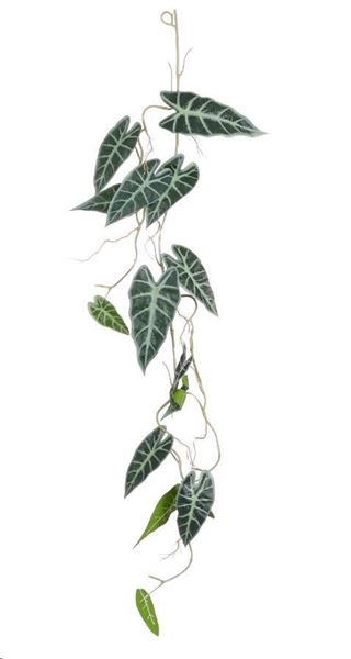 ALOCASIA VERDE PENDENTE - CM. L115X30