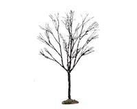 BUTTERNUT TREE, SMALL-en