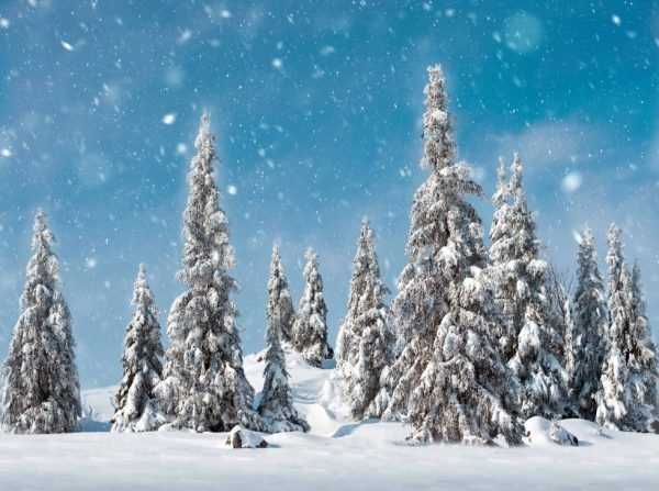 SFONDO ALBERI DI PINO NEVE 78X58CM-en