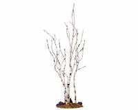 BIRCH TREE, MEDIUM
