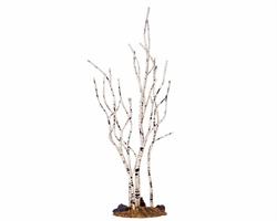 BIRCH TREE, MEDIUM