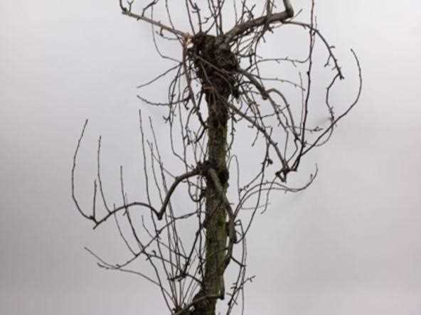 TRONCO ALBERO DI PERO NATURALE CM.200