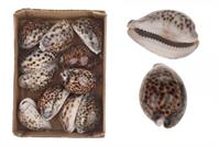 CYPREA TIGRIS 8CM 11PC IN BOX 15X20X6CM-en