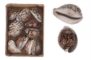 CYPREA TIGRIS 8CM