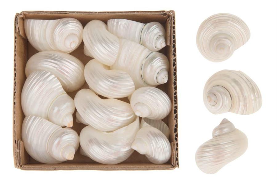 PEARLIZED SILVERMOUTH 3CM 16PC IN BOX 10X10X3CM
