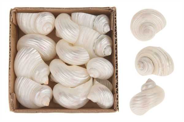 PEARLIZED SILVERMOUTH 3CM 16PC IN BOX 10X10X3CM