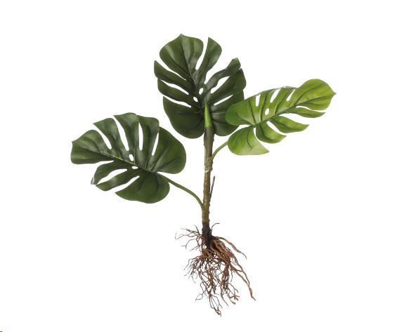 MONSTERA CON RADICI A VISTA E FOGLIE VERDI CM.H54