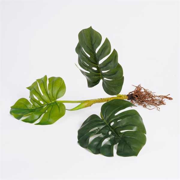 MONSTERA WITH ROOTS GREEN - L54XW21XH12CM-en