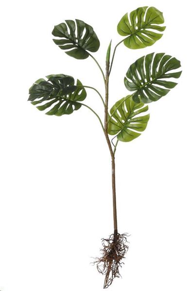 MONSTERA CON RADICI A VISTA E FOGLIE VERDI CM.L124