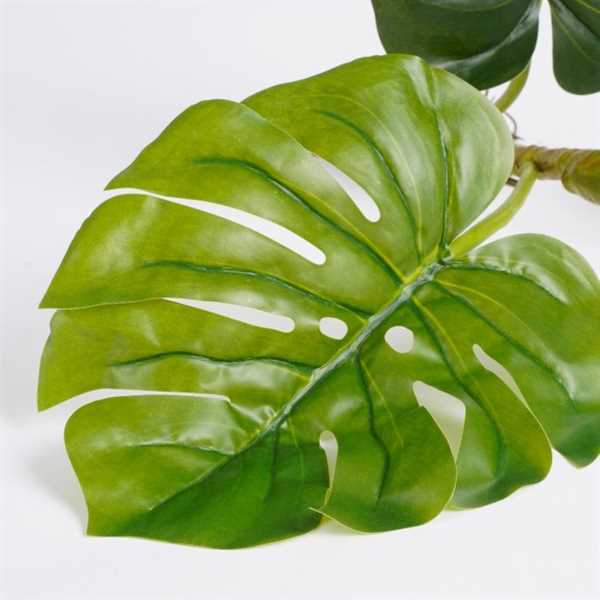 MONSTERA WITH ROOTS GREEN - L124XW30XH26CM-en
