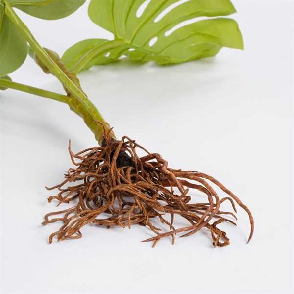 MONSTERA WITH ROOTS GREEN - L124XW30XH26CM-en