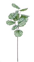 CALATHEA BRANCH GREEN - L78CM