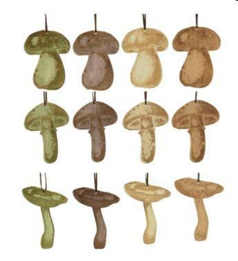 FUNGHI DA APPENDERE 4ASS