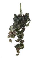 PEPEROMIA HANGING D. GREEN VARIEGATED - L58XW20XH14CM