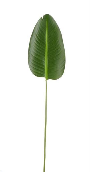 BANANA LEAF GREEN - L93CM-en
