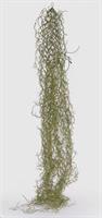 TILLANDSIA WEST CAD.H75 SAGE