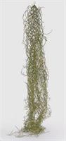 TILLANDSIA BELL CAD.H115 SAGE