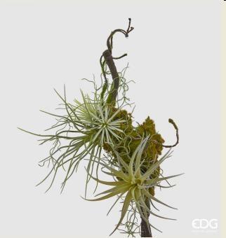 TILLANDSIA TRALCIO CON MUSCH.L43 (X) LT.GREEN