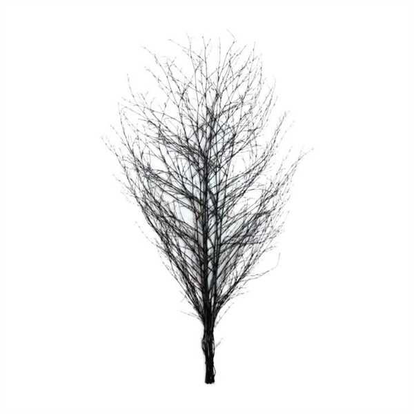 FASCIO DI RAMI DI BETULLA NERO L155X80X5CM