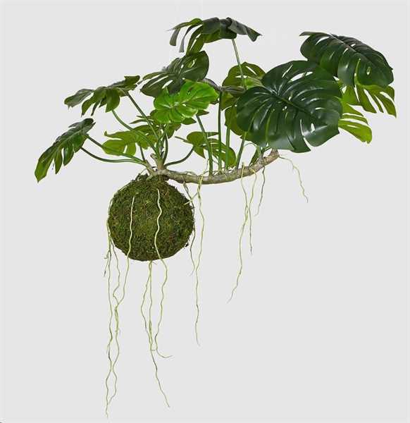 MONSTERA BELL PIANTA DA APP.H70L110 GREEN