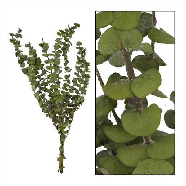 MAZZO EUCALIPTO VERDE