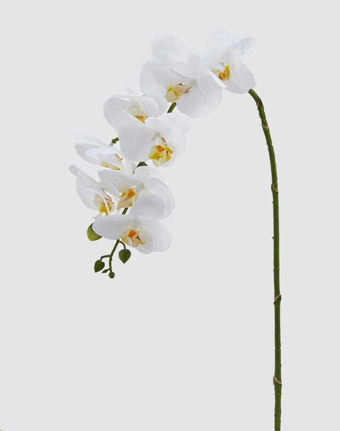 ORCHIDEA PHAL.REAL RAMO H76(9F) B5 WHITE