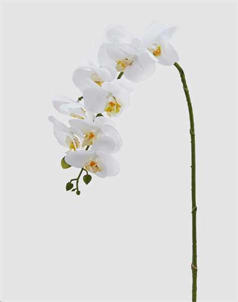 ORCHIDEA PHAL.REAL RAMO H76(9F) B5 WHITE