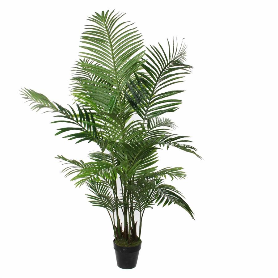 PALMA ARECA VERDE IN VASO H160XD80CM