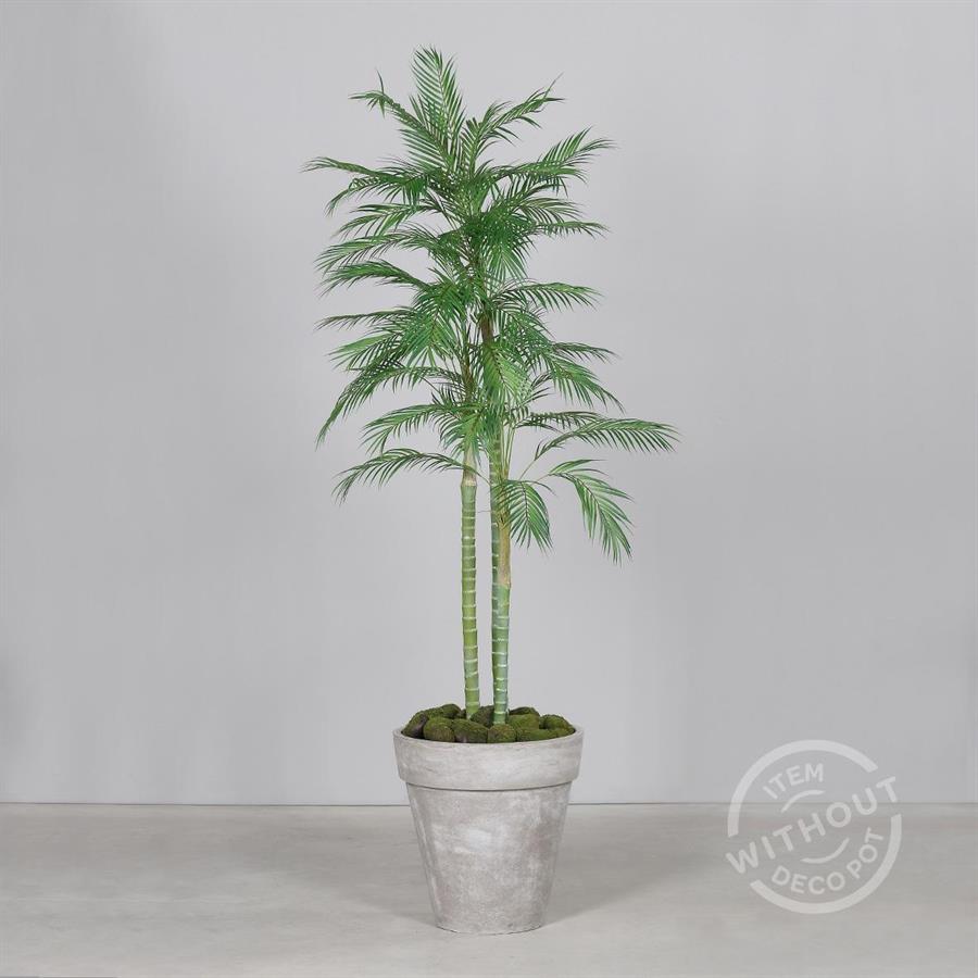 CHICO PALM IN VASO CM.210H.