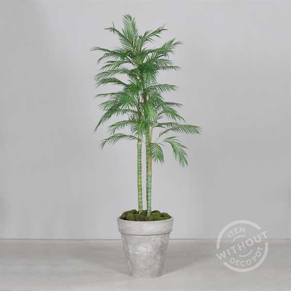 CHICO PALM IN VASO CM.210H.