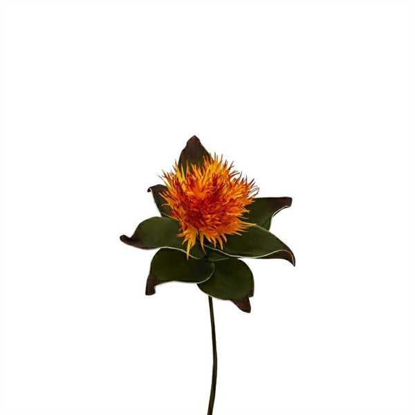 ASCLEPIAS H.83