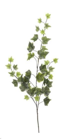 RAMO IVY VERDE VARIEGATO CM.63H