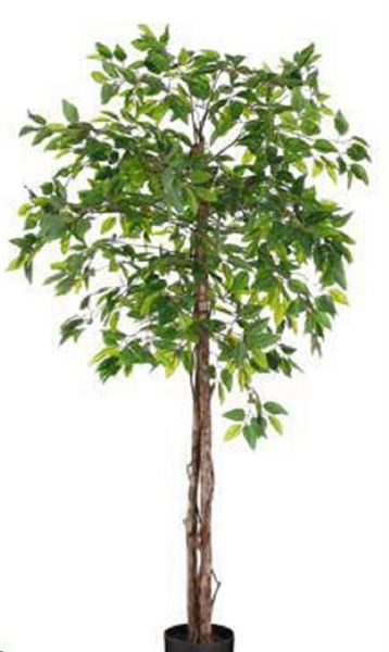 FICUS IN VASO VERDE CM.H150XD50