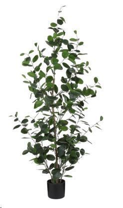 EUCALYPTUS IN VASO VERDE CM.H150XD30