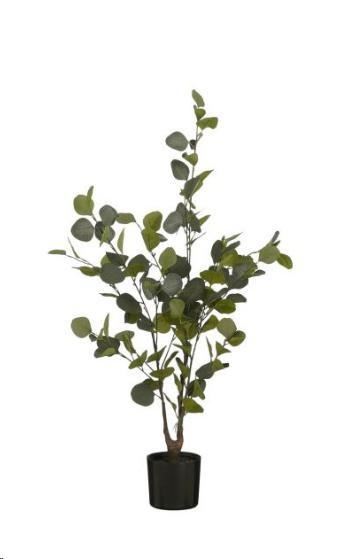 EUCALYPTUS IN VASO VERDE CM.H120XD55