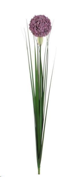ALLIUM LILLA CM.80H