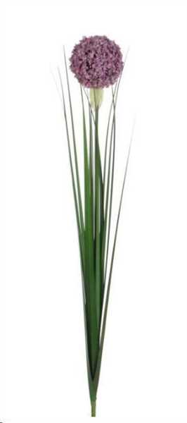 ALLIUM LILLA CM.80H
