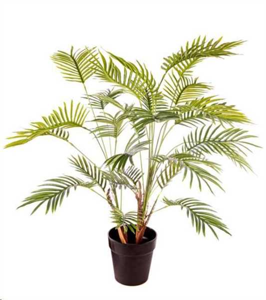 PIANTA ARECA 27 FOGLIE CM.70H