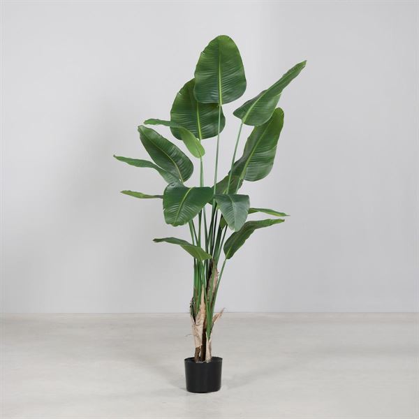 PIANTA FOGLIE DI STERLIZIA 210CM CON VASO