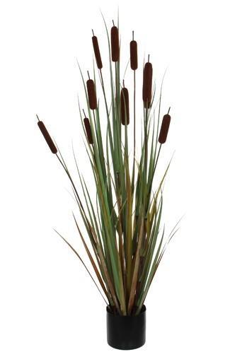 REEDMACE IN VASO CM.D15X120H MARRONE