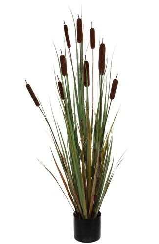 REEDMACE IN VASO CM.D15X120H MARRONE