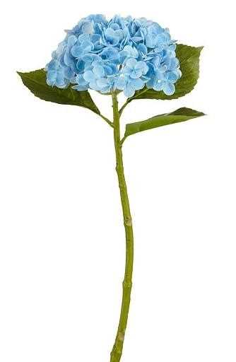 HYDRANGEA REAL TOUCH CM.49H CELESTE