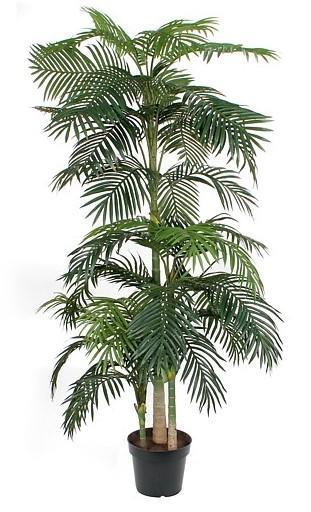 ARECA PALM IN VASO CM.D130X240H VERDE
