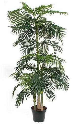 ARECA PALM IN VASO CM.D130X240H VERDE
