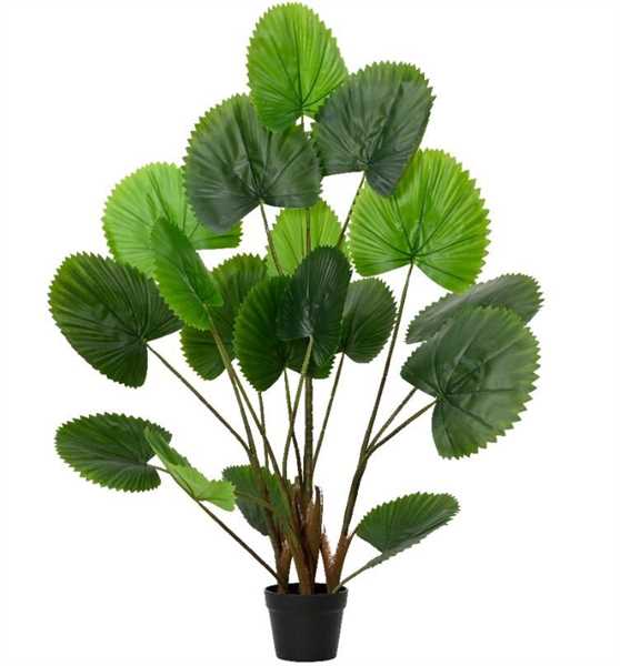 PIANTA LICUALA IN VASO CM.64X120H VERDE