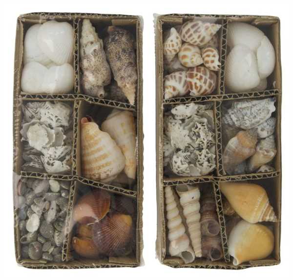 CONFEZIONE CONCHIGLIE ASSORTITE 18X9X6CM 400GR NATURALE